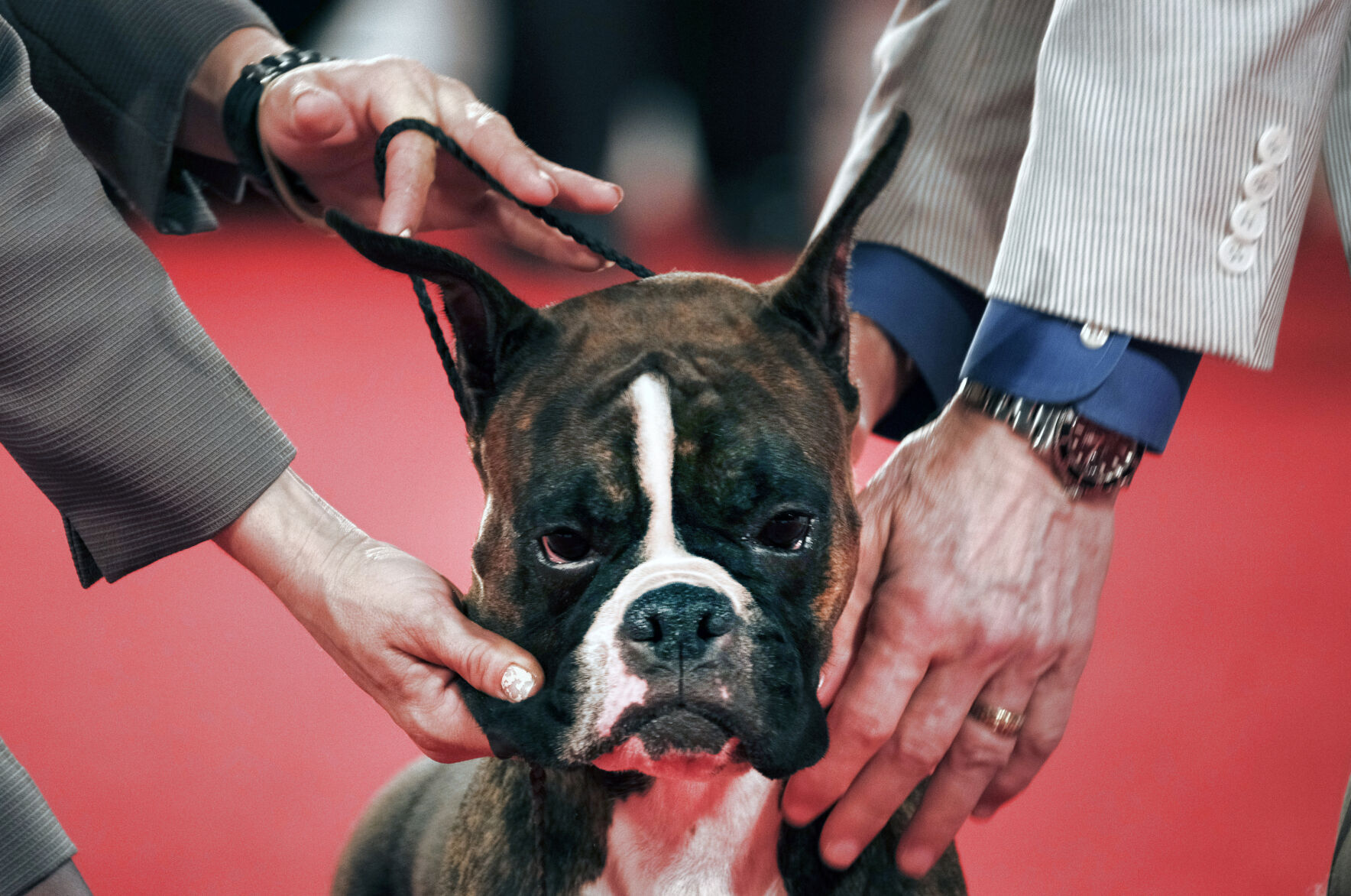 14. Boxer